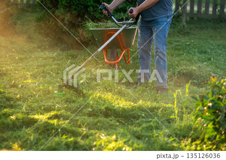 Man mowing grass with trimmer in sunlight with wheelbarrow nearby Man mowing grass with trimmer in sunlight with wheelbarrow nearby 135126036