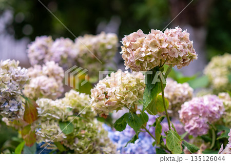 Branches of multicolored blooming Hydrangea macrophylla 135126044