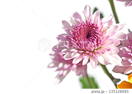 菊（スプレーマム） 135126093