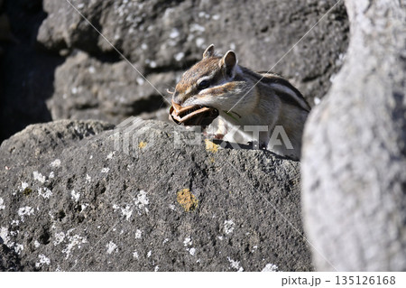 落ち葉を集めるシマリス 冬支度 冬眠 落ち葉を集めるシマリス 冬支度 冬眠 135126168