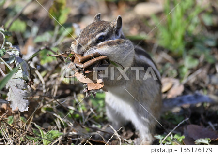 落ち葉を集めるシマリス　冬支度　冬眠 135126179