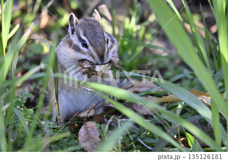 落ち葉を集めるシマリス　冬支度　冬眠 135126181