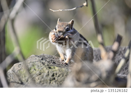 落ち葉を集めるシマリス 冬支度 冬眠 落ち葉を集めるシマリス 冬支度 冬眠 135126182