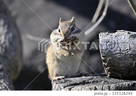 落ち葉を集めるシマリス　冬支度　冬眠 135126293