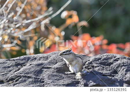 シマリス 紅葉した森の中 シマリス 紅葉した森の中 135126391