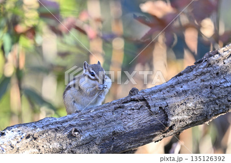 シマリス　紅葉した森の中 135126392