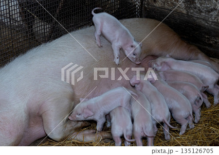 Mother Pig With Newborns Resting, Cozy Rural Setting Showing Sow Caring For Her Young Piglets Mother Pig With Newborns Resting, Cozy Rural Setting Showing Sow Caring For Her Young Piglets 135126705