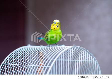 Green budgerigar sitting on top of birdcage at home Green budgerigar sitting on top of birdcage at home 135126925