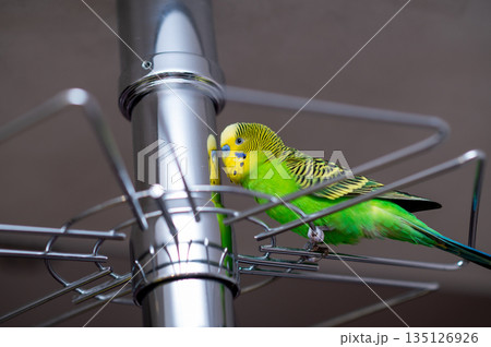 Green budgerigar sitting on a glass holder stand at home Green budgerigar sitting on a glass holder stand at home 135126926