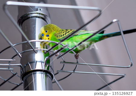 Green budgerigar sitting on a glass holder stand at home Green budgerigar sitting on a glass holder stand at home 135126927