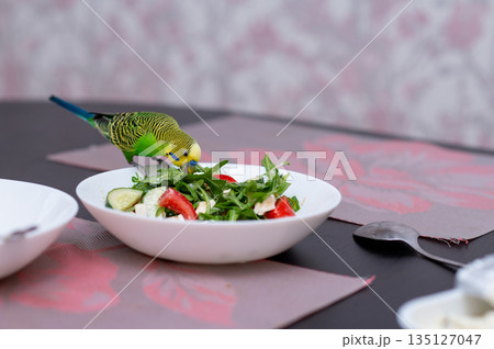 Green budgerigar sitting on bowl of fresh salad on kitchen table 135127047