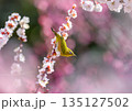 梅の花とメジロ 135127502