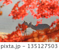 紅葉の前ボケの中にいる鹿の親子 135127503