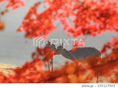 紅葉の前ボケの中にいる鹿の親子 135127503