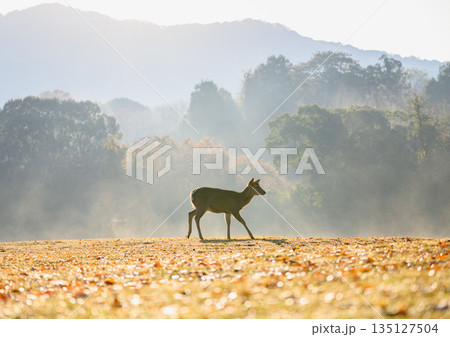 朝霧の中を歩く子鹿 朝霧の中を歩く子鹿 135127504