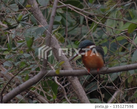 【東京・カワセミ】木の枝の翡翠と横十間川親水公園 135127598