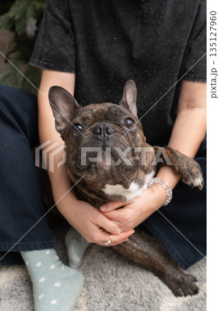 Cozy moment with brindle french bulldog and owner on carpet Cozy moment with brindle french bulldog and owner on carpet 135127960