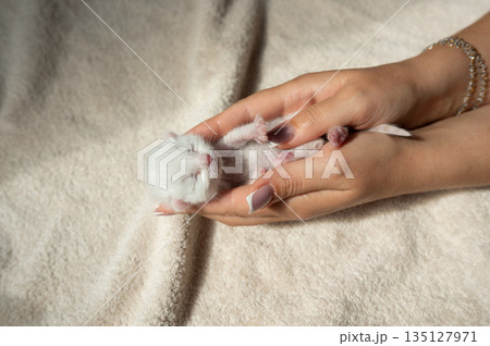 Newborn white kitten cradled in caring hands against soft blanket Newborn white kitten cradled in caring hands against soft blanket 135127971