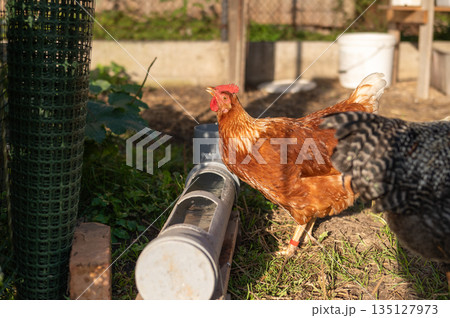 Brown and black chickens in sunlit urban backyard coop. International Respect for Chickens Month 135127973