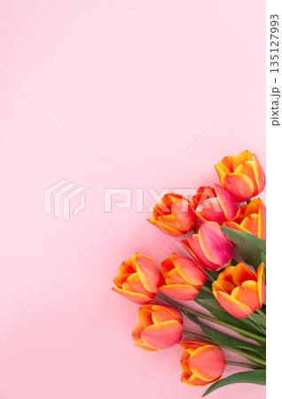 Vibrant orange tulips on soft pink background Vibrant orange tulips on soft pink background 135127993