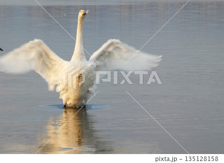 オオハクチョウの羽ばたき 135128158