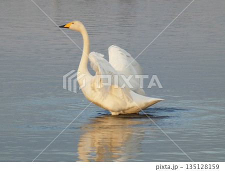 オオハクチョウの羽ばたき2 オオハクチョウの羽ばたき2 135128159