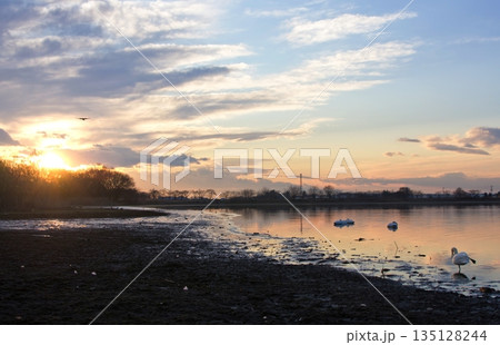 白鳥がいる冬の多々良沼の夕景 白鳥がいる冬の多々良沼の夕景 135128244