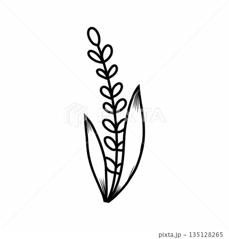 ear of cereal plant. Illustration of rice in doodle style. Contour twig for postcard decoration. 135128265