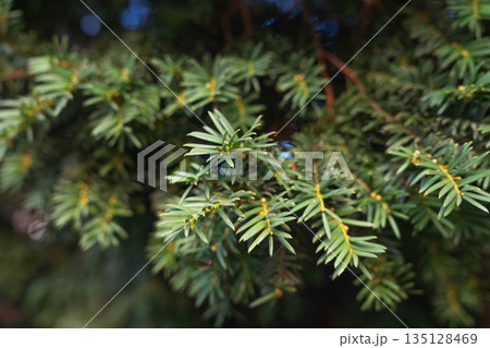 Defocused close-up of a young fir branches Defocused close-up of a young fir branches 135128469
