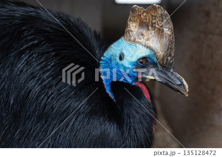 Close-up of a cassowary with vibrant blue skin and large casque 135128472