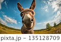Curious donkey with big nose and ears close to camera in open countryside 135128709