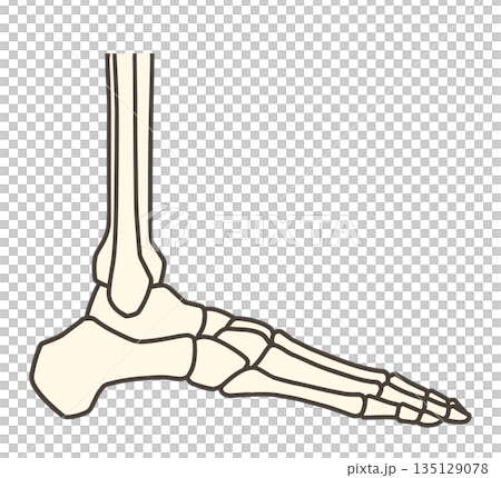 Foot skeleton and outer ankle Foot skeleton and outer ankle 135129078