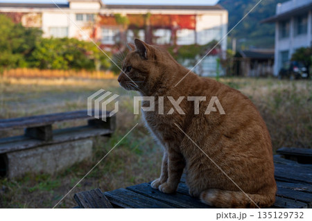 振り向く猫 振り向く猫 135129732