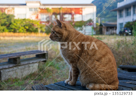 横を向く猫 横を向く猫 135129733