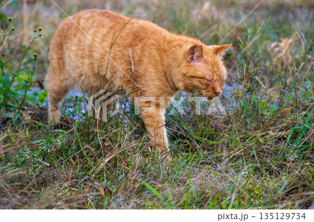 草むらを散歩する猫 135129734