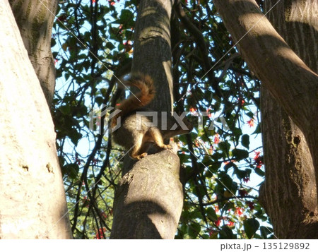 グリフィス天文台へ 135129892