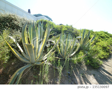 グリフィス天文台からの景色 135130097