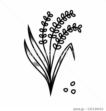 ear of cereal plant. Illustration of rice in doodle style. Contour image. ear of cereal plant. Illustration of rice in doodle style. Contour image. 135130413