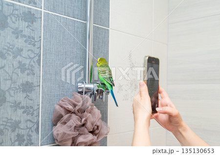 Hand holding smartphone photographing green budgerigar sitting on shower stand Hand holding smartphone photographing green budgerigar sitting on shower stand 135130653
