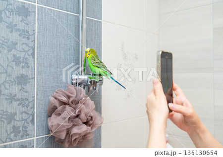 Hand holding smartphone photographing green budgerigar sitting on shower stand Hand holding smartphone photographing green budgerigar sitting on shower stand 135130654
