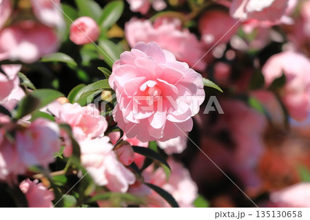 満開のピンク色の山茶花(サザンカ)の花 満開のピンク色の山茶花(サザンカ)の花 135130658