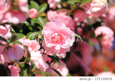 満開のピンク色の山茶花（サザンカ）の花 135130659