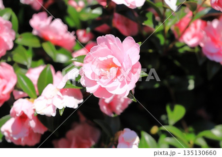 満開のピンク色の山茶花（サザンカ）の花 135130660