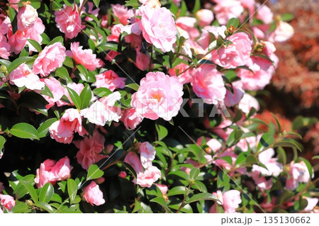 満開のピンク色の山茶花(サザンカ)の花 満開のピンク色の山茶花(サザンカ)の花 135130662