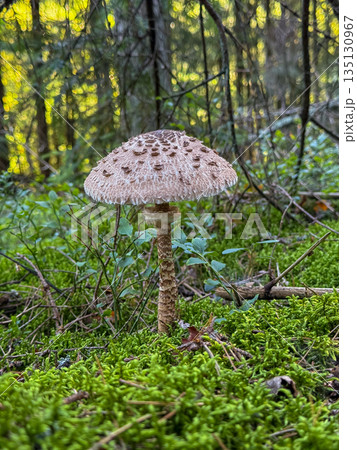 Parasol mushroom Macrolepiota procera growing in green grass in a dense forest on a sunny day Parasol mushroom Macrolepiota procera growing in green grass in a dense forest on a sunny day 135130967