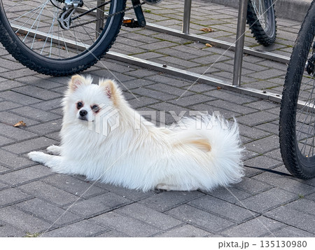 Spitz dog lying on asphalt near parked bicycles on a sunny day Spitz dog lying on asphalt near parked bicycles on a sunny day 135130980