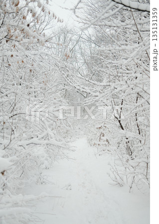 Snowy forest path in Zvezdara Forest, Belgrade, Serbia, surrounded by bare trees covered with fresh snow. Concept of winter landscape, quiet nature, cold season and peaceful outdoor atmosphere 135131359