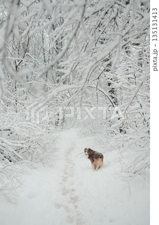 Australian shepherd walking along a narrow snowy forest path and looking back. Concept of journey, companionship, winter walk, solitude and quiet outdoor exploration Australian shepherd walking along a narrow snowy forest path and looking back. Concept of journey, companionship, winter walk, solitude and quiet outdoor exploration 135131413
