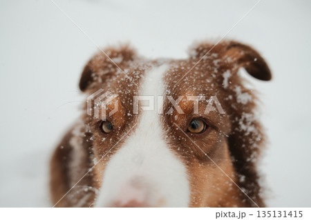 Close up portrait of an Australian shepherd in falling snow, looking directly at camera. Concept of winter pet portrait, attention, loyalty, calm character and cold season atmosphere 135131415