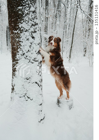 Australian shepherd standing on hind legs and leaning on a snow covered tree in winter forest. Concept of curiosity, playfulness, training, active pet lifestyle and snowy nature 135131416